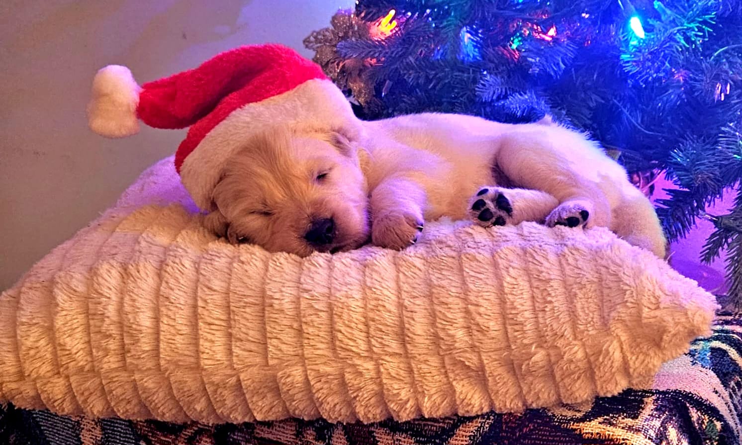 Second photo of Angel, a cute Golden Retriever puppy.